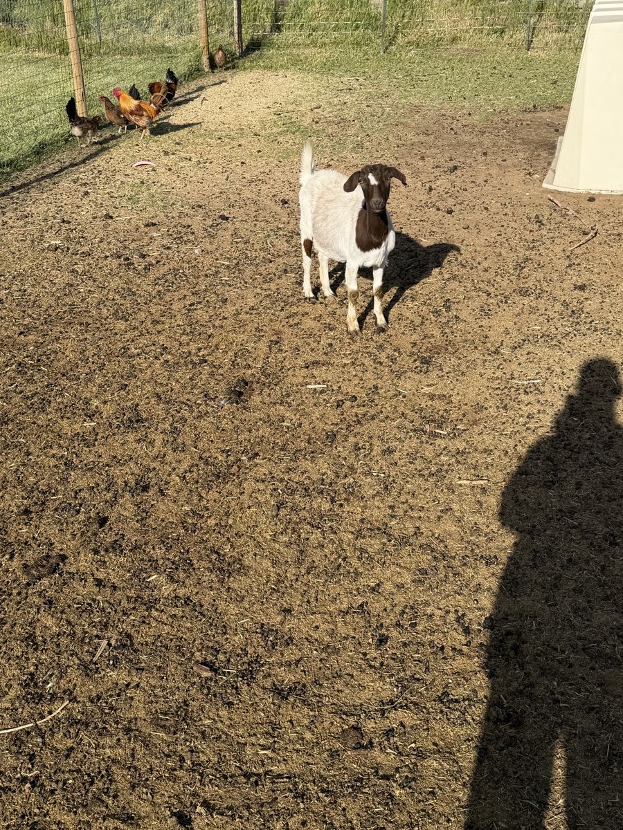 Two Boer does both 2 years old