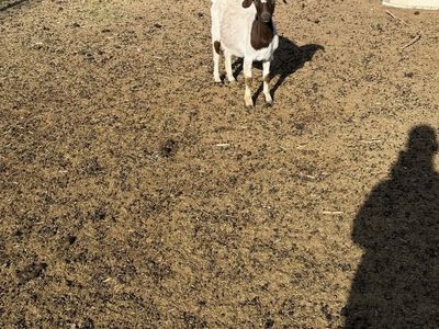 Two Boer does both 2 years old