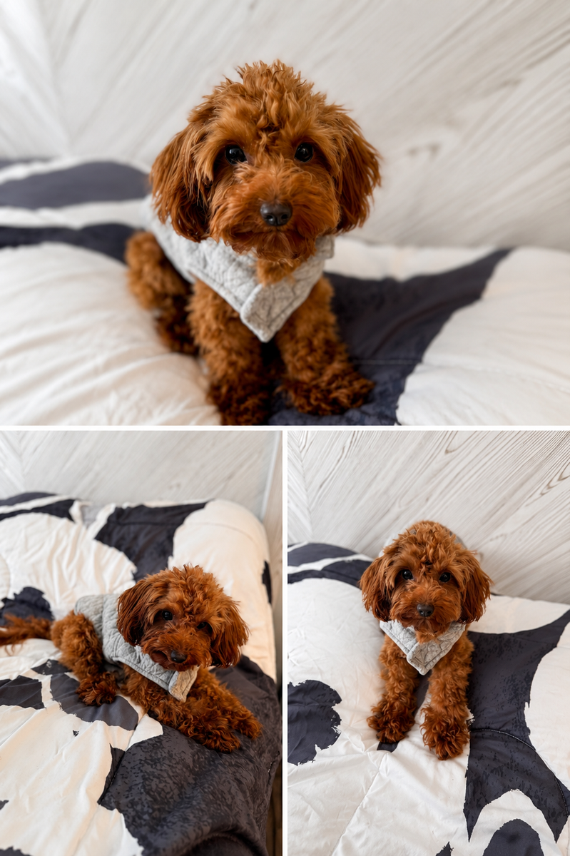 Micro Goldendoodle stud