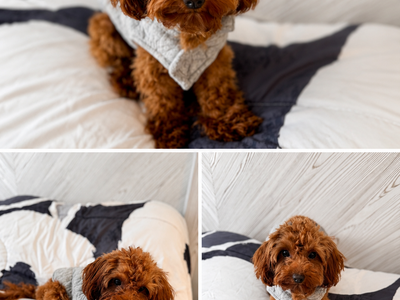 Micro Goldendoodle stud