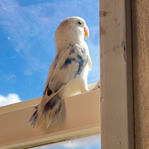 Cloud The Lovebird, Sky Pied Splash Pet Love Bird