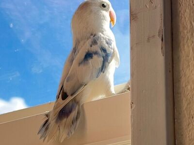 Cloud The Lovebird, Sky Pied Splash Pet Love Bird