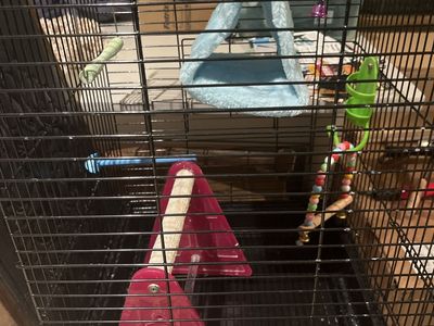 Black Wire Pet Bird Cage with Accessories and Toys