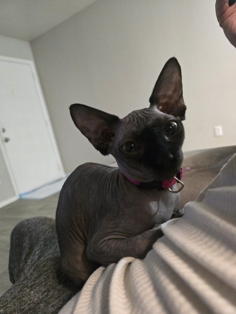 sphynx
