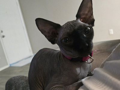 sphynx