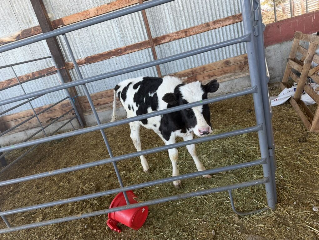 Holstein Heifer