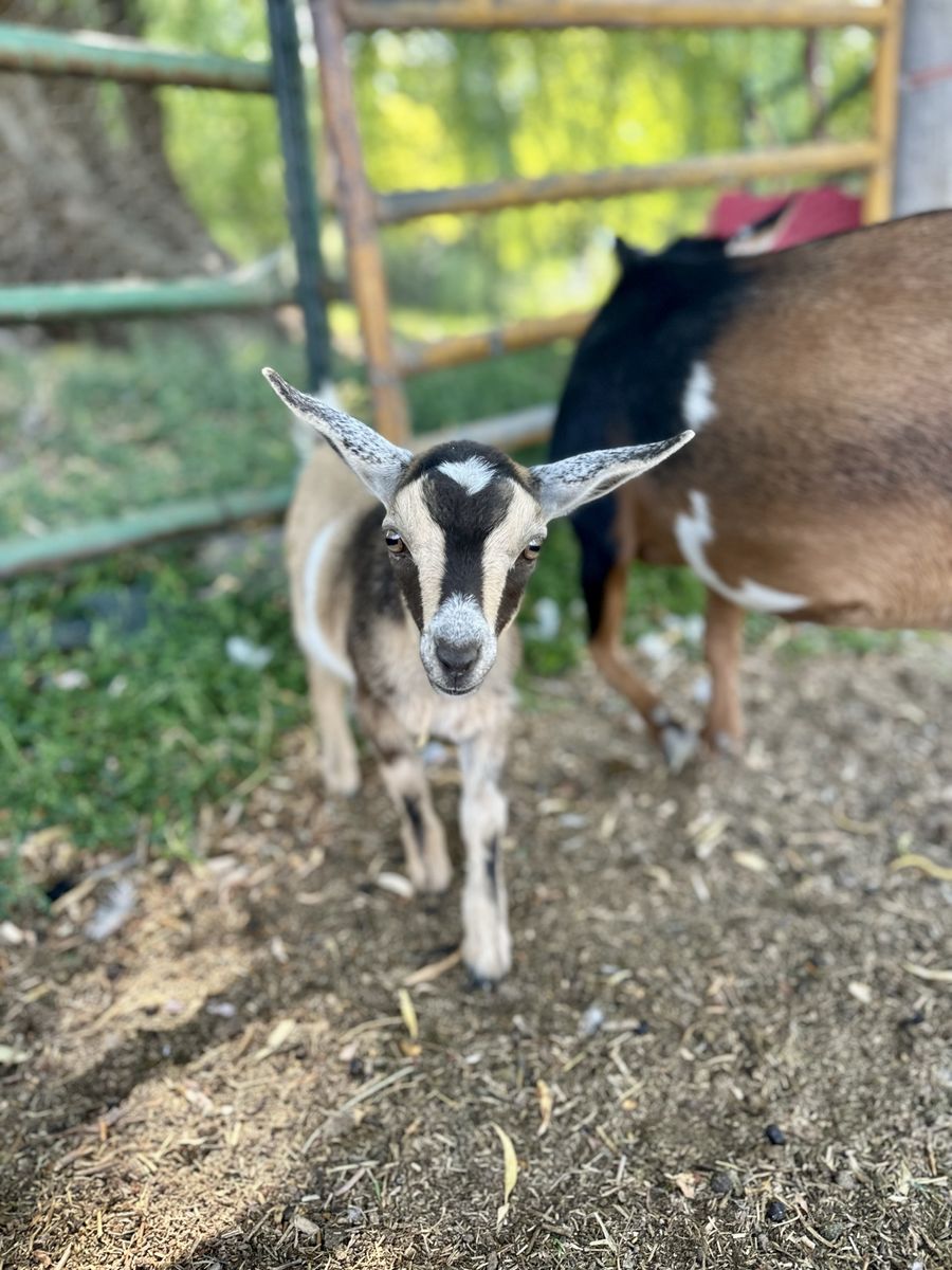 Nigerian Dwarf Doeling (disease-tested herd)