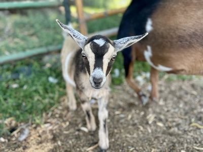 Nigerian Dwarf Doeling (disease-tested herd)