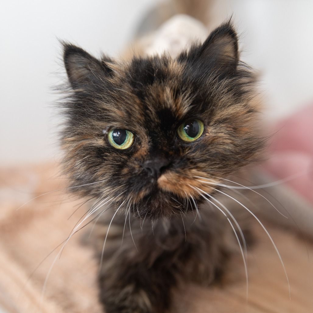 Hello my name is Rukia