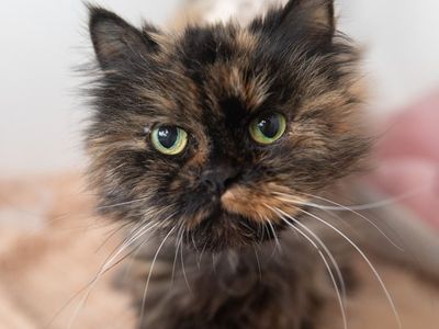 Hello my name is Rukia