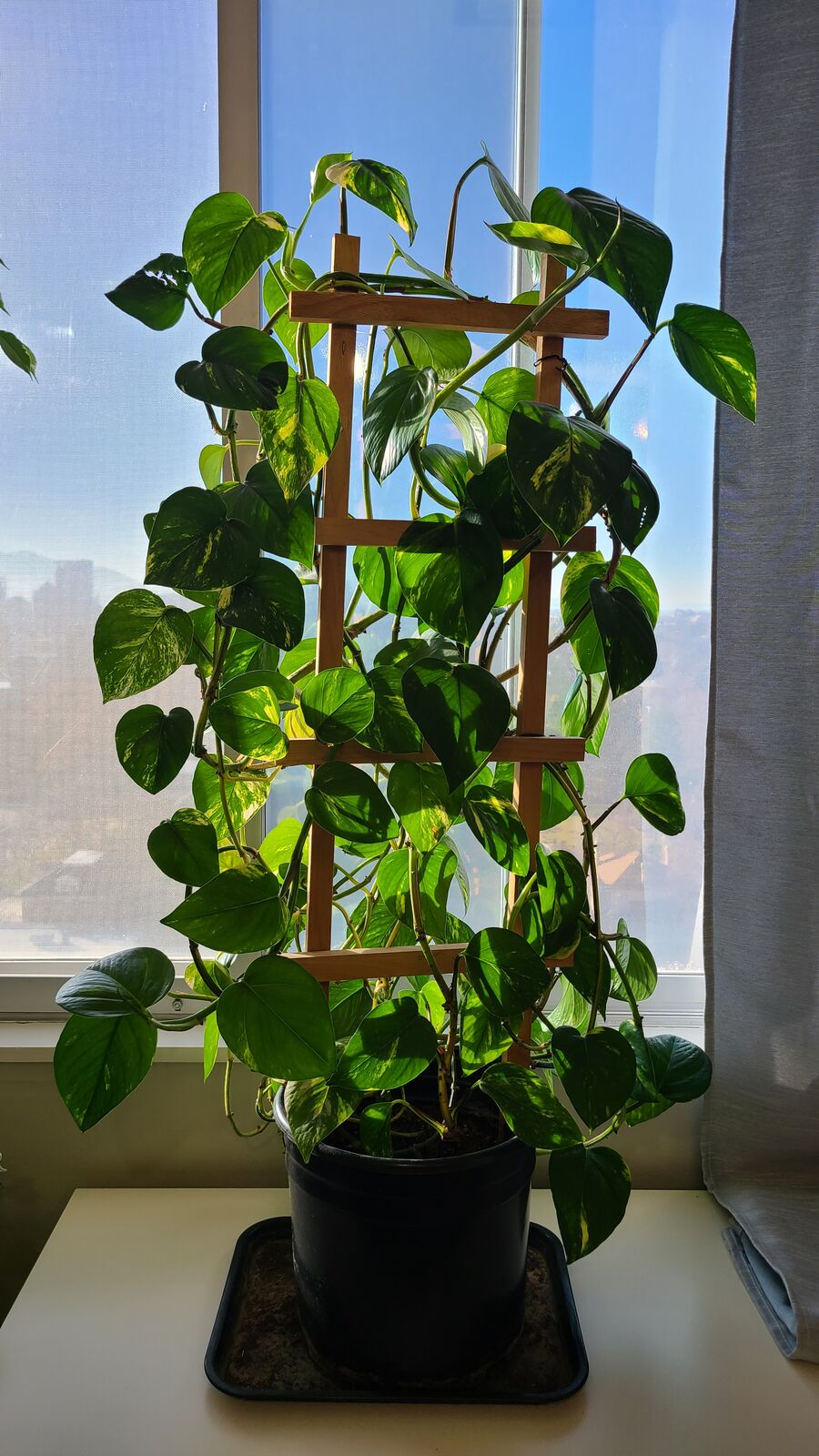 Golden Pothos