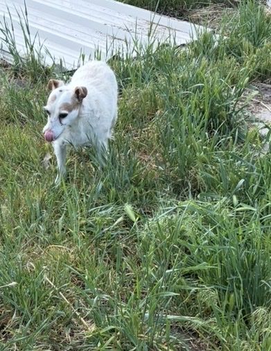 Lost Jack Russell Terrier Salt Lake City