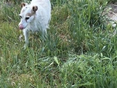 Lost Jack Russell Terrier Salt Lake City