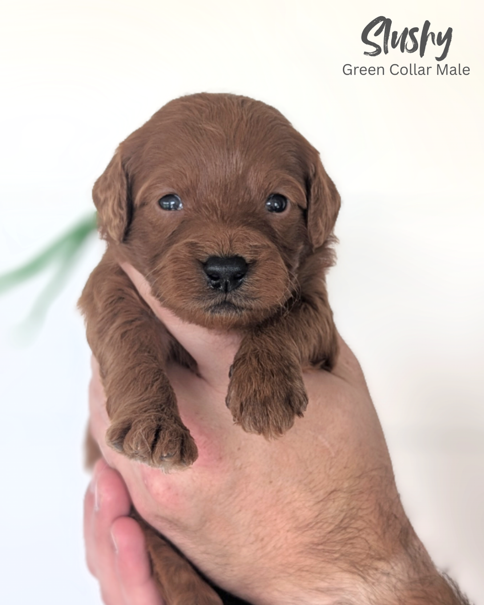 F1 Mini Goldendoodles
