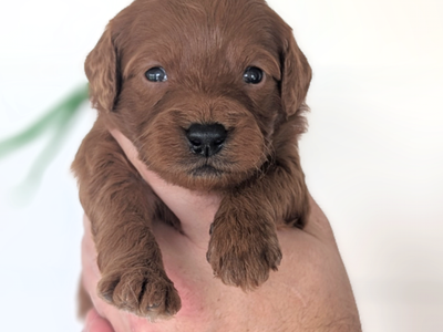 F1 Mini Goldendoodles