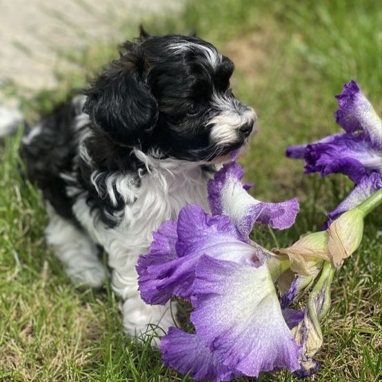 Adorable toy bishpoo Puppy - Playful Black & White Male dog small
