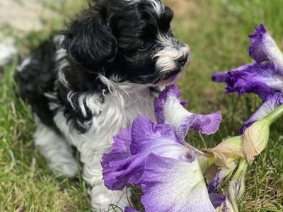 Adorable toy bishpoo Puppy - Playful Black & White Male dog small