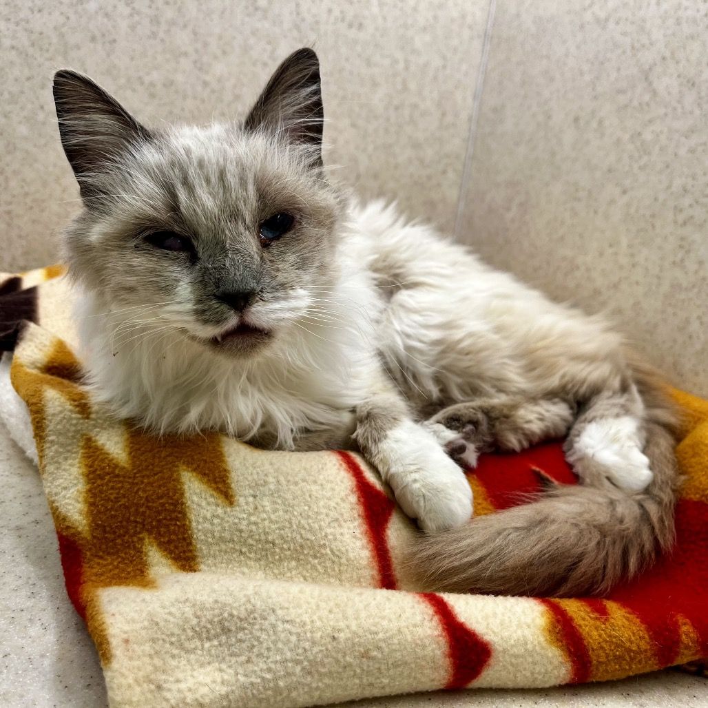 Hello my name is Lima Bean