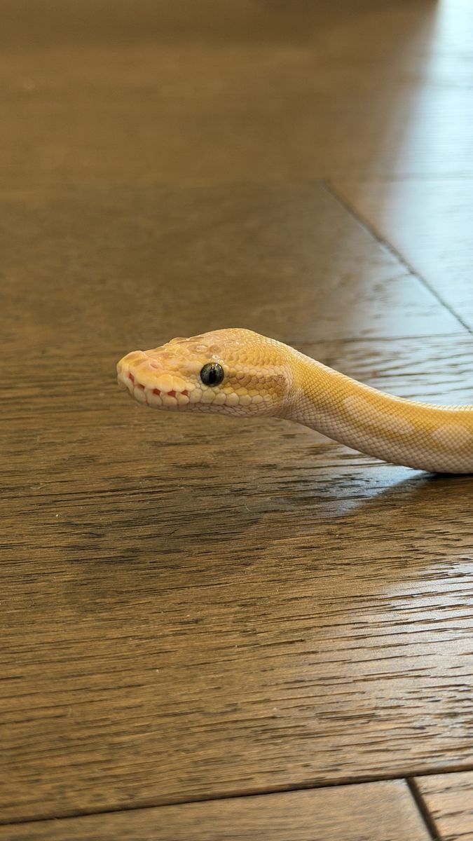 Crystal Ball Python w/ Full Setup