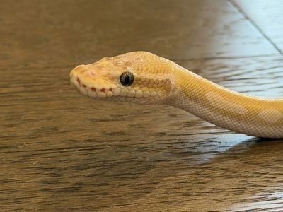 Crystal Ball Python w/ Full Setup