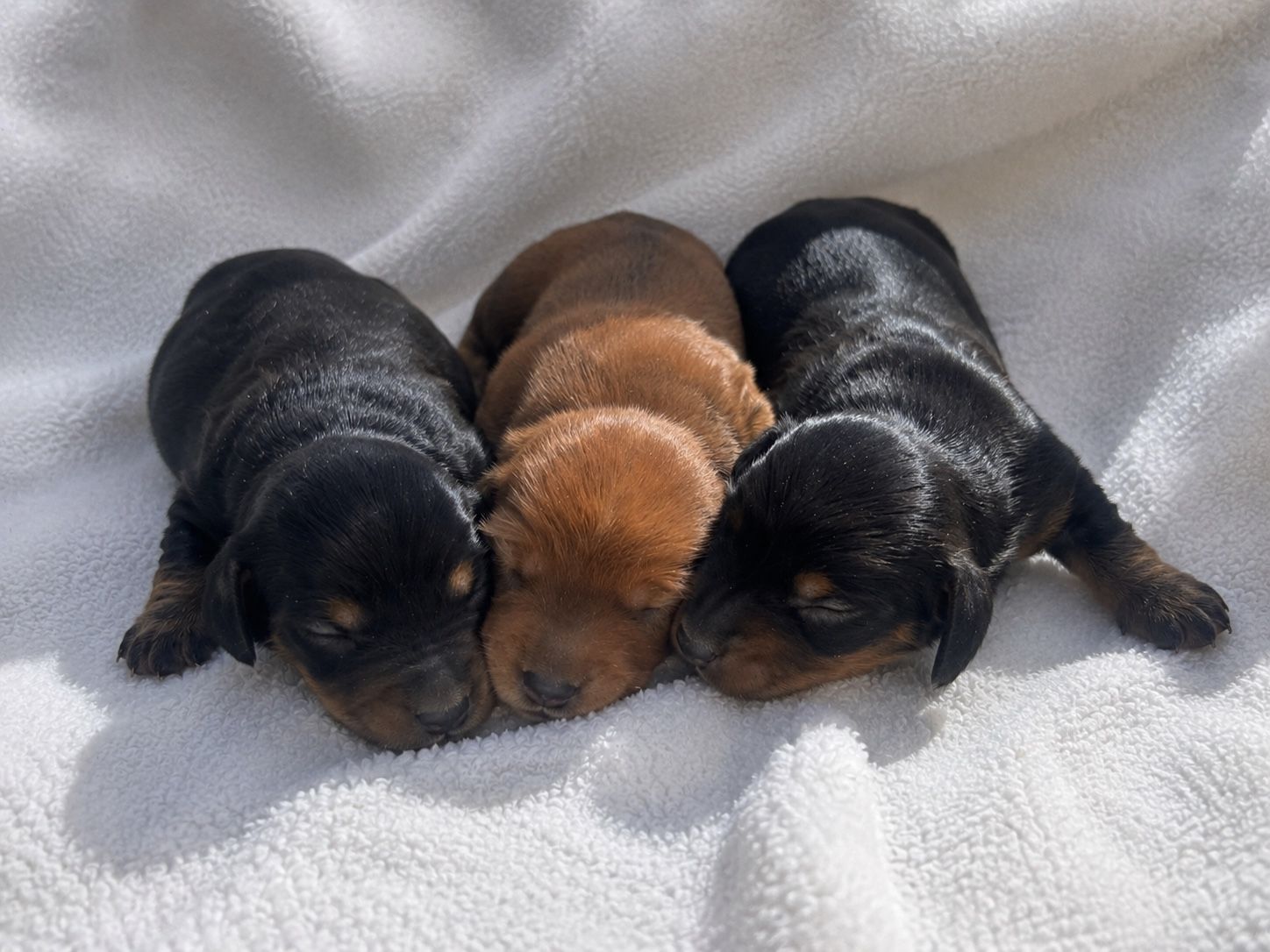 Mini long haired dachshunds