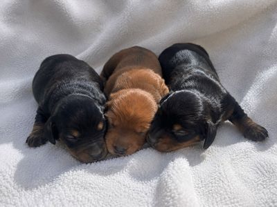 Mini long haired dachshunds
