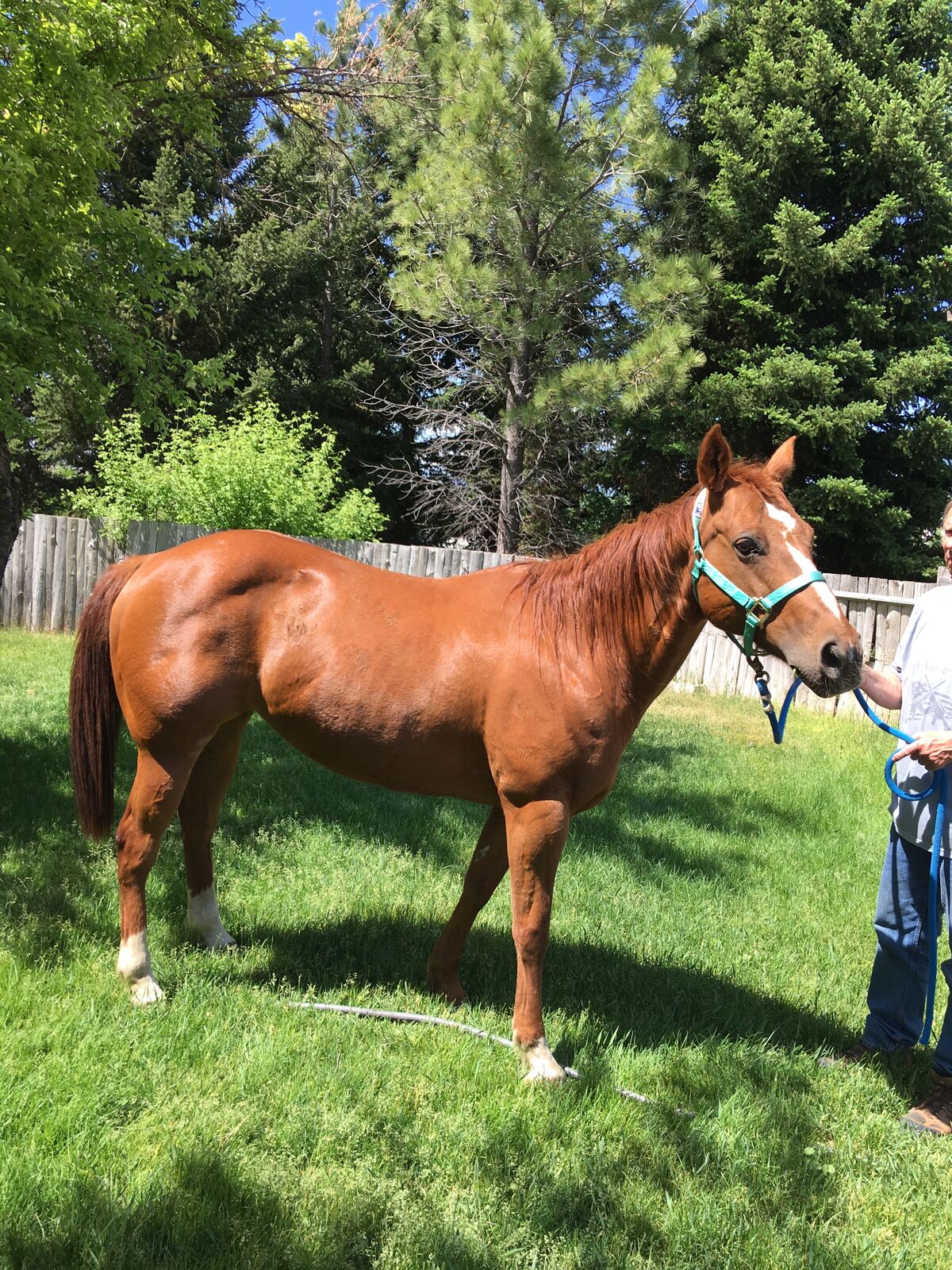 Beautiful AQHA quarter horse mare