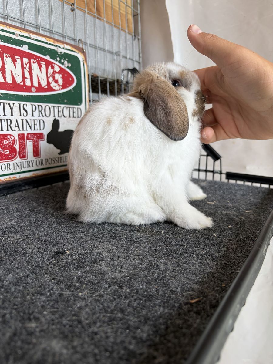 Holland Lop Buck