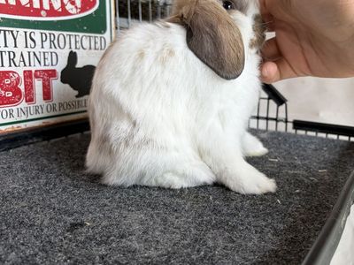 Holland Lop Buck