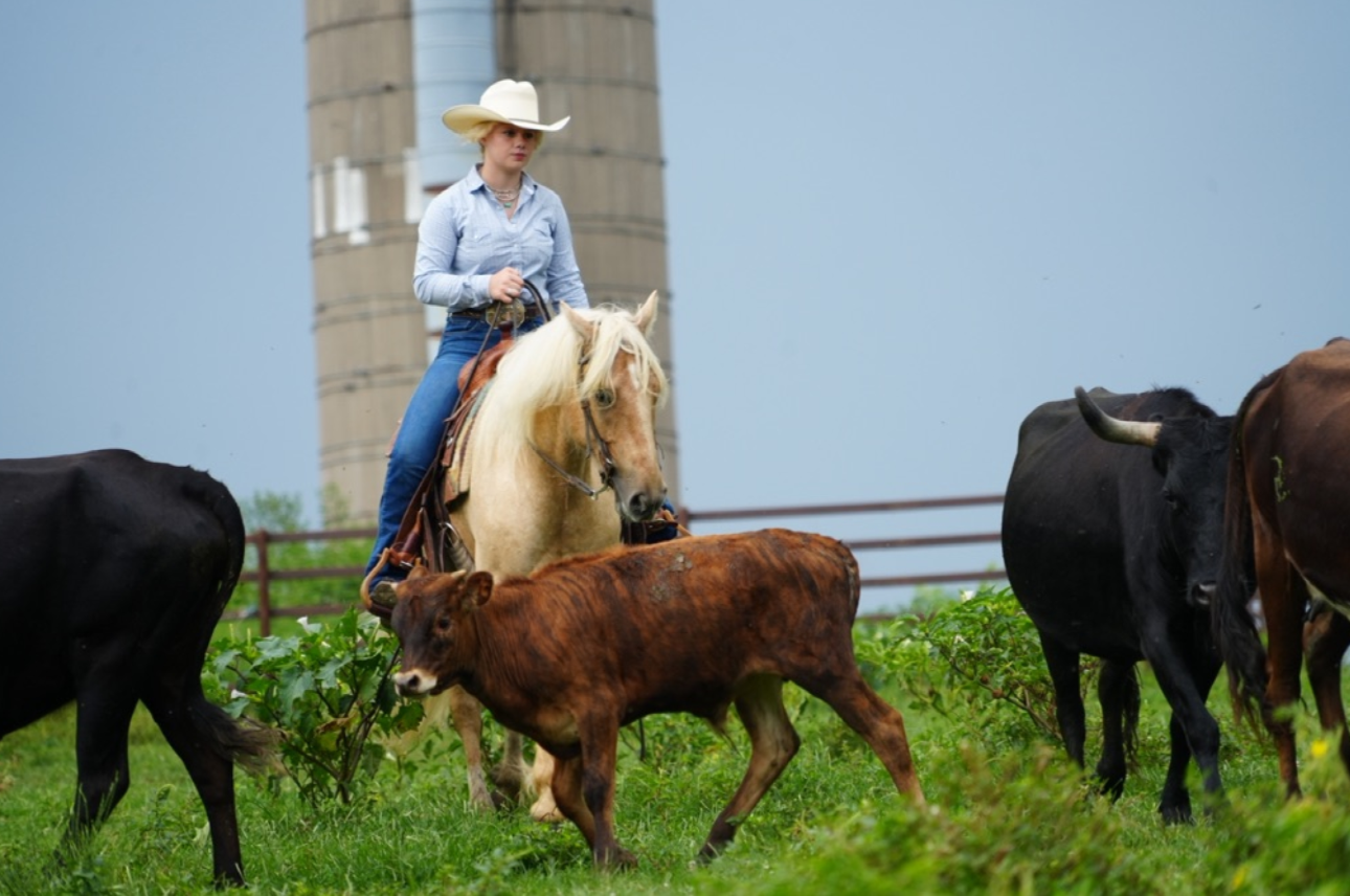 Cheeto 2022 Gypsy Cross Gelding