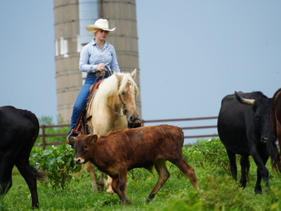 Cheeto 2022 Gypsy Cross Gelding