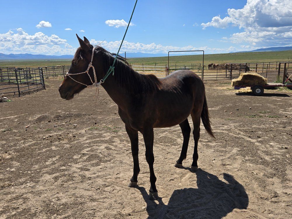 Nice 2025 AQHA gelding