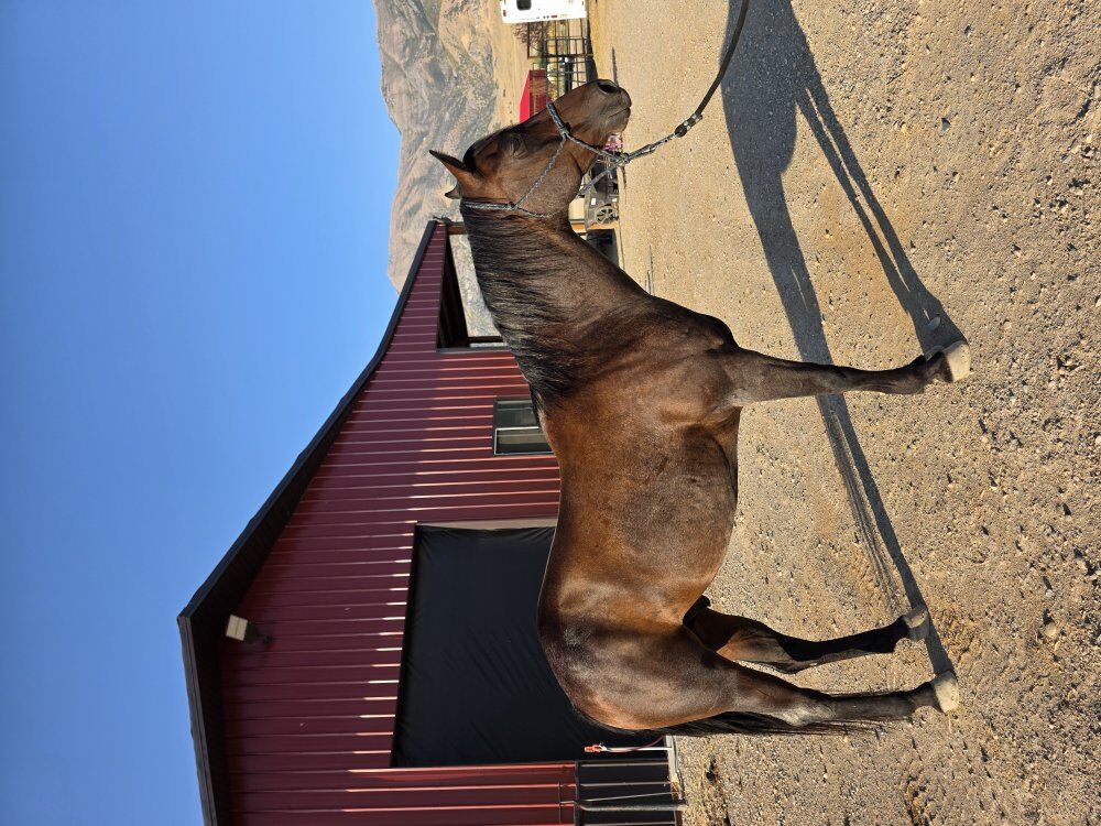 AQHA Rope/Ranch Horse
