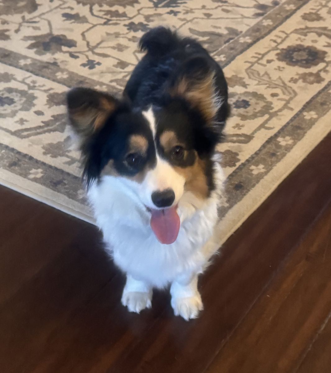 Fluffy Corgi & Chorgi