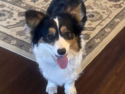 Fluffy Corgi & Chorgi