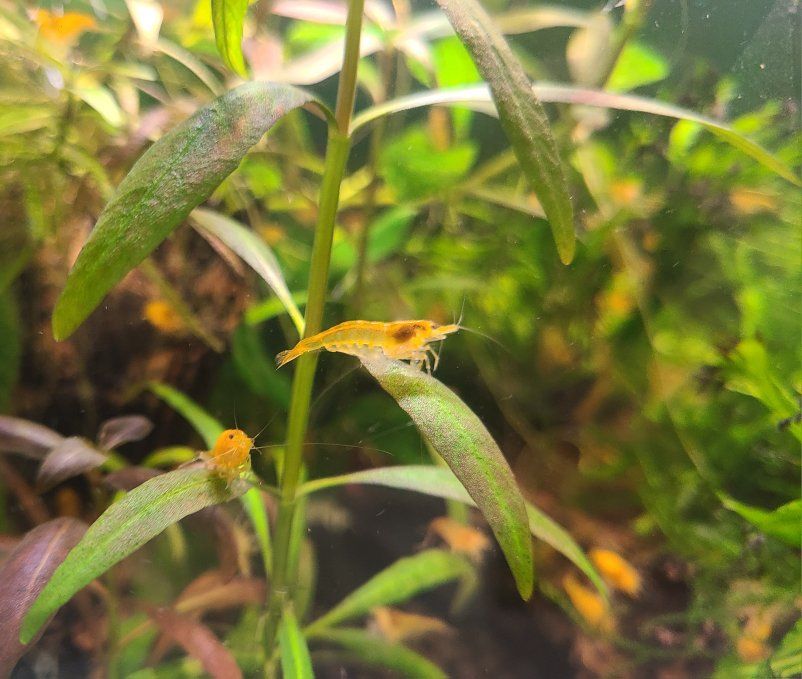 Ultra Golden Neocaridina Shrimp - Live Freshwater Aquarium Pet