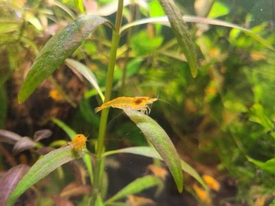 Ultra Golden Neocaridina Shrimp - Live Freshwater Aquarium Pet