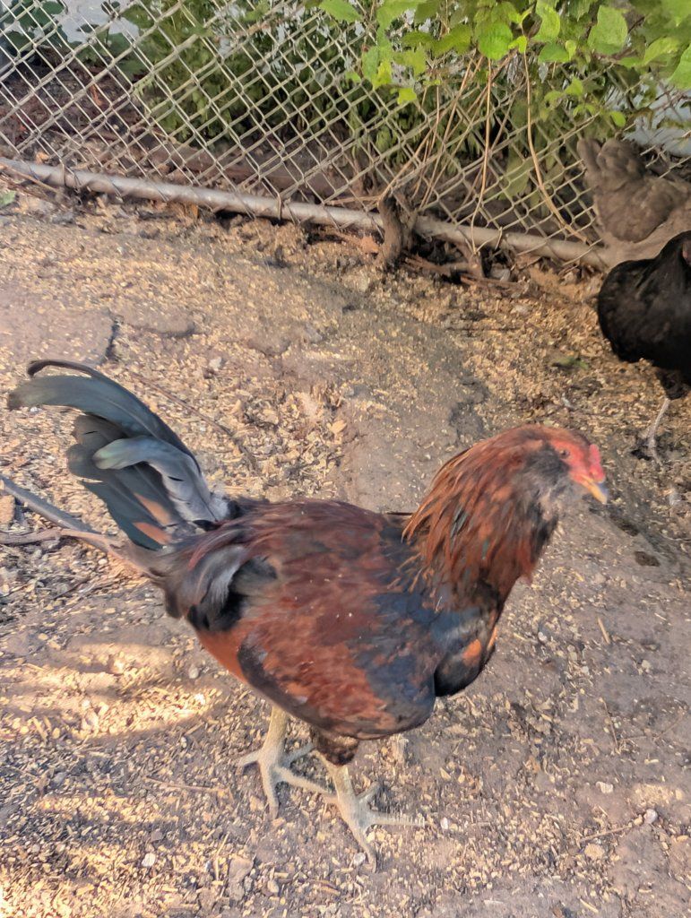 Ameraucana Rooster for Sale