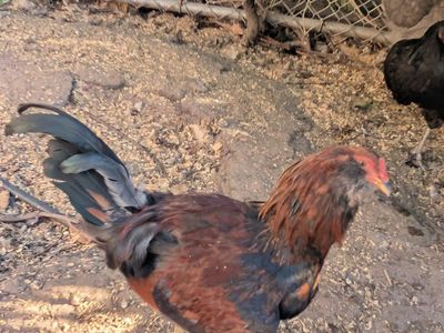 Ameraucana Rooster for Sale