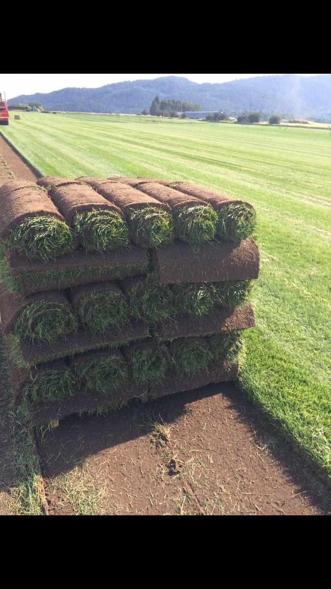 Kentucky bluegrass Sod $325/pallet Delivered