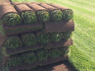 Kentucky bluegrass Sod $325/pallet Delivered