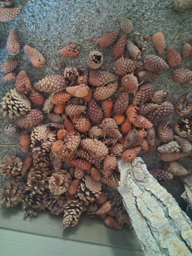 Assorted Natural Pine Cones and Tree Bark Pieces for Crafts and Decor