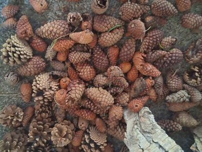 Assorted Natural Pine Cones and Tree Bark Pieces for Crafts and Decor