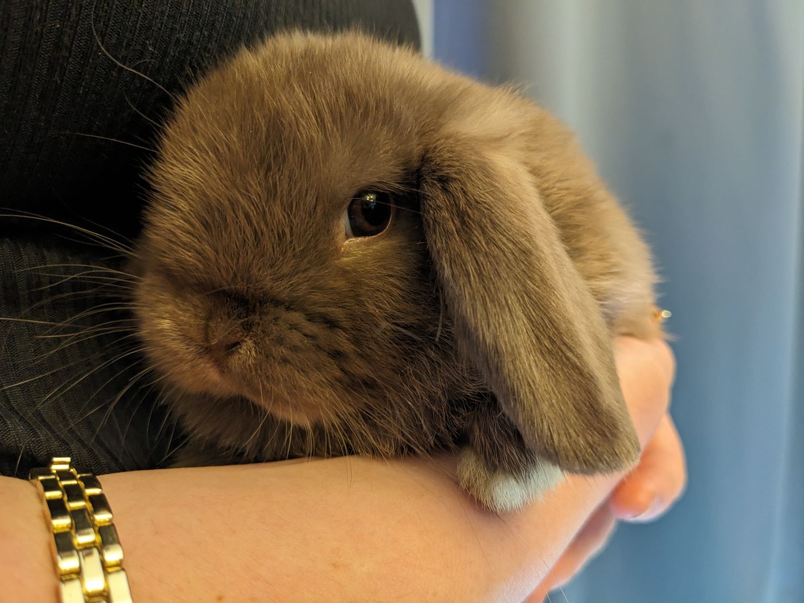 Chocolate Holland Lops for sale!