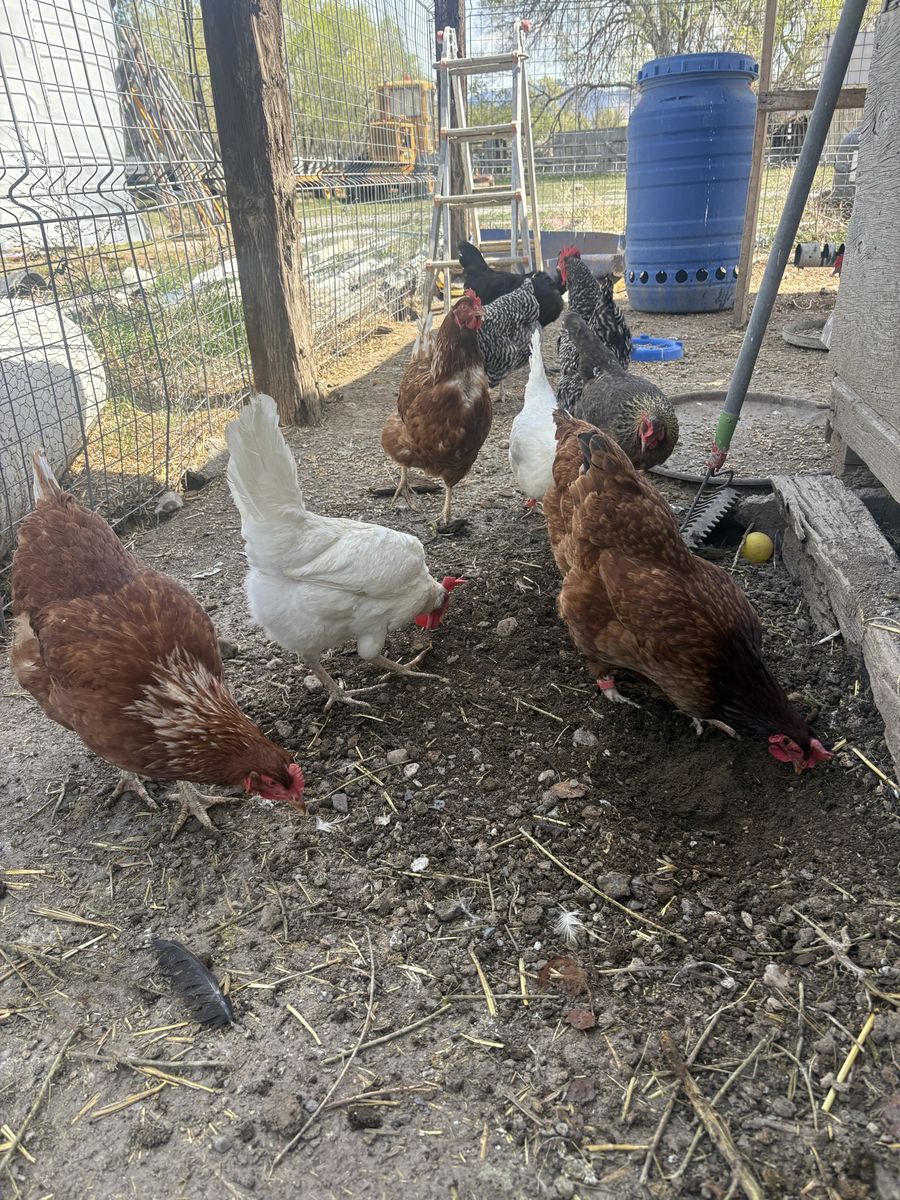 Laying Hens Grantsville