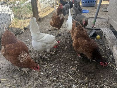 Laying Hens Grantsville