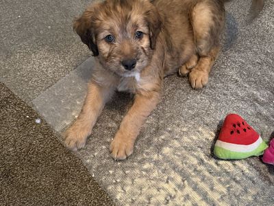 Bernedoodle/Kelpie Mix Puppies