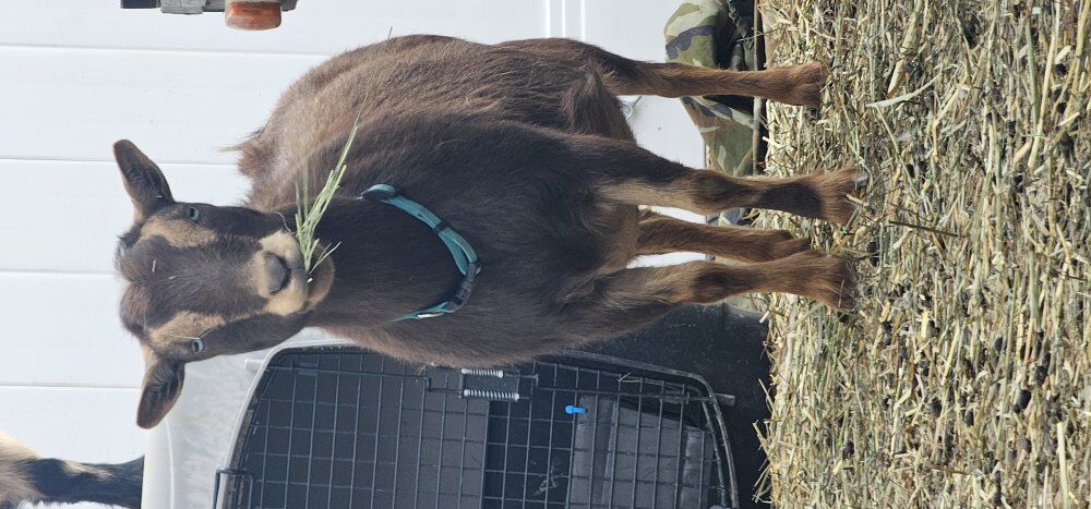Nigerian dwarf doe, Pregnant
