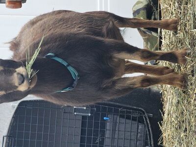 Nigerian dwarf doe, Pregnant