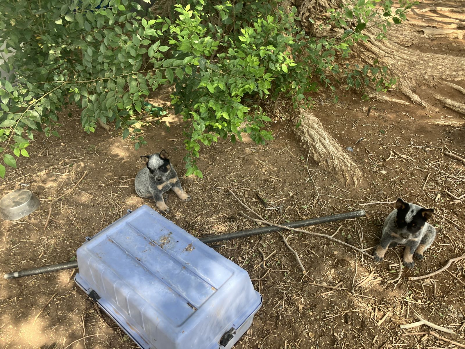 Blue Heeler Pups
